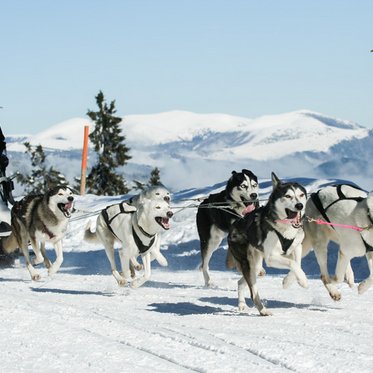 Hundeschlittenfahrt in Sportgastein