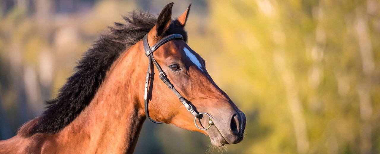 Pferd im Gasteinertal