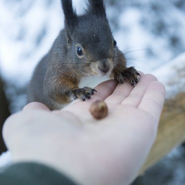 Ein Eichhörnchen in Gastein nähert sich ohne Scheu einer offenen Hand mit einer kleinen Nuss. 